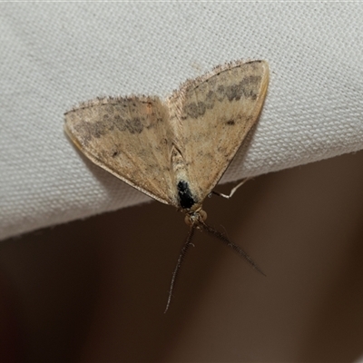 Scopula rubraria (Reddish Wave, Plantain Moth) at Higgins, ACT - 22 Jan 2025 by AlisonMilton