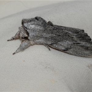 Destolmia lineata (Streaked Notodontid Moth) at Higgins, ACT by AlisonMilton