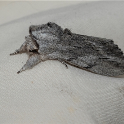 Destolmia lineata (Streaked Notodontid Moth) at Higgins, ACT - 23 Jan 2025 by AlisonMilton