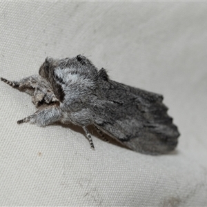 Destolmia lineata at Higgins, ACT - 23 Jan 2025 11:18 AM