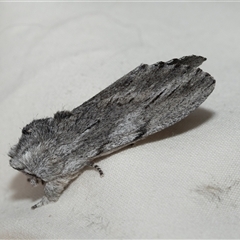 Destolmia lineata at Higgins, ACT - 23 Jan 2025 11:18 AM