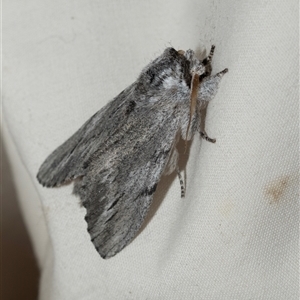 Destolmia lineata at Higgins, ACT - 23 Jan 2025 11:18 AM