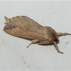 Elhamma australasiae (A Swift or Ghost moth (Hepialidae)) at Higgins, ACT - 23 Jan 2025 by AlisonMilton