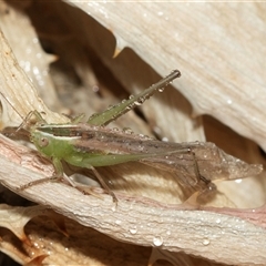 Conocephalus semivittatus (Meadow katydid) at Higgins, ACT - 22 Jan 2025 by AlisonMilton