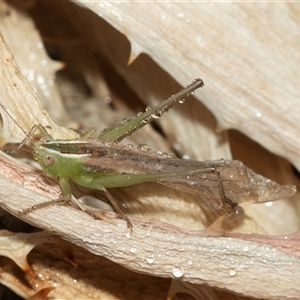 Conocephalus semivittatus (Meadow katydid) at Higgins, ACT by AlisonMilton