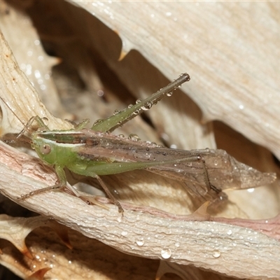 Conocephalus semivittatus (Meadow katydid) at Higgins, ACT - 22 Jan 2025 by AlisonMilton