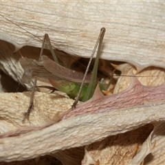 Conocephalus semivittatus at Higgins, ACT - 23 Jan 2025 09:22 AM