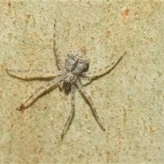 Tamopsis sp. (genus) (Two-tailed spider) at Macgregor, ACT - 23 Jan 2025 by AlisonMilton