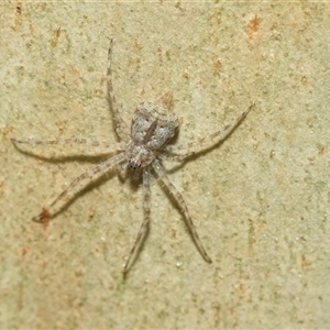 Tamopsis sp. (genus) at Macgregor, ACT - 24 Jan 2025 08:01 AM