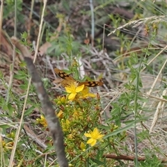 Heteronympha solandri at Bimberi, NSW - 20 Jan 2025 by RAllen