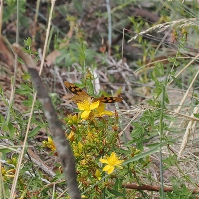 Heteronympha solandri at Bimberi, NSW - 20 Jan 2025 by RAllen