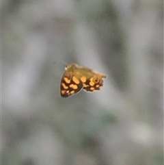 Heteronympha solandri (Solander's Brown) at Cotter River, ACT - 20 Jan 2025 by RAllen