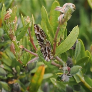 Chrysolarentia persimilis (Similar Carpet) at Cotter River, ACT by RAllen