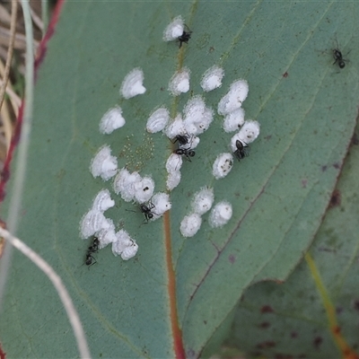 Glycaspis sp. (genus) at Cotter River, ACT - 20 Jan 2025 by RAllen