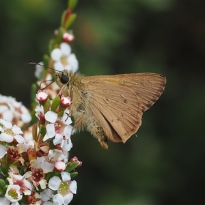 Timoconia flammeata (Bright Shield-skipper) at Cotter River, ACT by RAllen