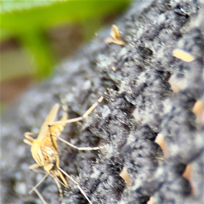 Aedes sp. (genus) (Mosquito) at Braddon, ACT - 24 Jan 2025 by Hejor1