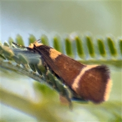 Macrobathra (genus) (A cosmet moth) at Surf Beach, NSW - 24 Jan 2025 by Hejor1