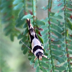 Macrobathra desmotoma ( A Cosmet moth) at Surf Beach, NSW - 24 Jan 2025 by Hejor1