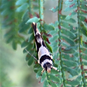 Macrobathra desmotoma ( A Cosmet moth) at Surf Beach, NSW by Hejor1