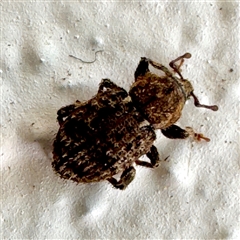 Mandalotus sp. (genus) (Unidentified Mandalotus weevil) at Braddon, ACT - 24 Jan 2025 by Hejor1