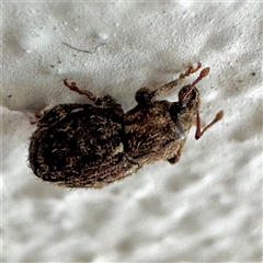 Mandalotus sp. (genus) at Braddon, ACT - 24 Jan 2025 02:46 PM