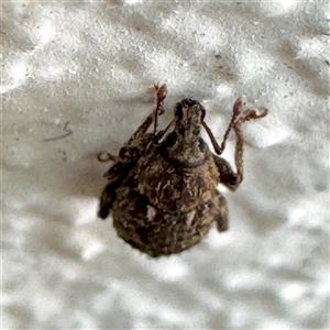 Mandalotus sp. (genus) at Braddon, ACT - 24 Jan 2025 02:46 PM