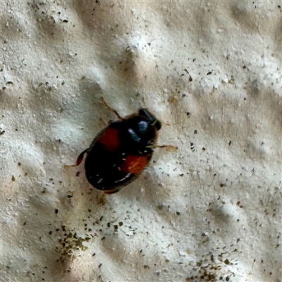 Diomus notescens (Little two-spotted ladybird) at Braddon, ACT - 24 Jan 2025 by Hejor1