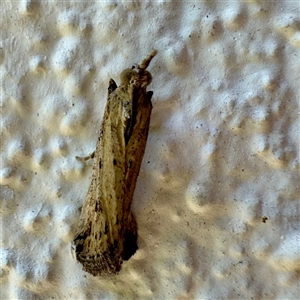 Faveria tritalis (Couchgrass Webworm) at Braddon, ACT by Hejor1