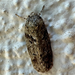 Philobota philostaura (A Concealer moth (Philobota group)) at Braddon, ACT - 24 Jan 2025 by Hejor1