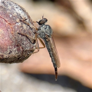 Cerdistus sp. (genus) (Slender Robber Fly) at Ainslie, ACT by Hejor1