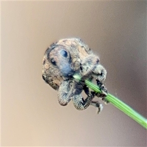 Cryptoplini sp. (tribe) (Weevil) at Braddon, ACT by Hejor1