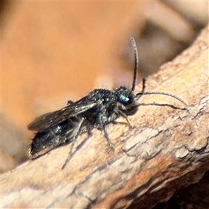 Mutillidae (family) (Unidentified Mutillid wasp or velvet ant) at Braddon, ACT by Hejor1