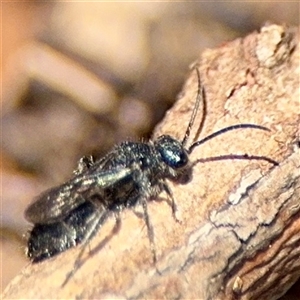 Mutillidae (family) at Braddon, ACT - 24 Jan 2025 01:22 PM