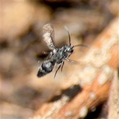 Mutillidae (family) at Braddon, ACT - 24 Jan 2025 01:22 PM