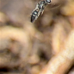 Mutillidae (family) at Braddon, ACT - 24 Jan 2025 01:22 PM