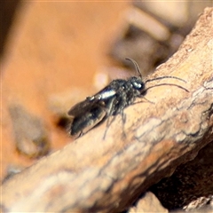 Mutillidae (family) at Braddon, ACT - 24 Jan 2025 01:22 PM