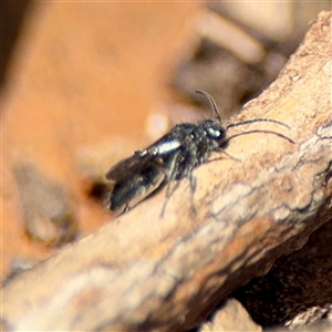 Mutillidae (family) at Braddon, ACT - 24 Jan 2025 01:22 PM