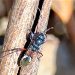 Daerlac cephalotes at Braddon, ACT - 24 Jan 2025 01:13 PM