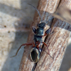 Daerlac cephalotes at Braddon, ACT - 24 Jan 2025 01:13 PM