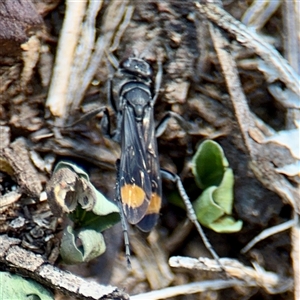 Calopompilus sp. (genus) (Spider wasp) at Braddon, ACT by Hejor1