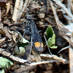 Calopompilus sp. (genus) at Braddon, ACT - 24 Jan 2025 12:56 PM