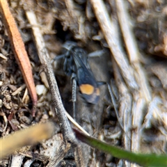 Calopompilus sp. (genus) at Braddon, ACT - 24 Jan 2025 12:56 PM