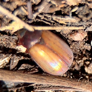 Sericesthis geminata (Pruinose scarab) at Ainslie, ACT by Hejor1