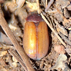 Sericesthis geminata at Ainslie, ACT - Yesterday 12:54 PM