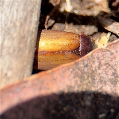 Sericesthis geminata at Ainslie, ACT - Yesterday 12:54 PM