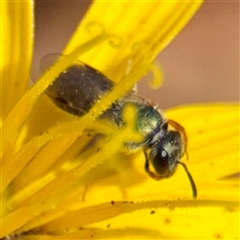 Lasioglossum sp. at Ainslie, ACT - 24 Jan 2025 by Hejor1