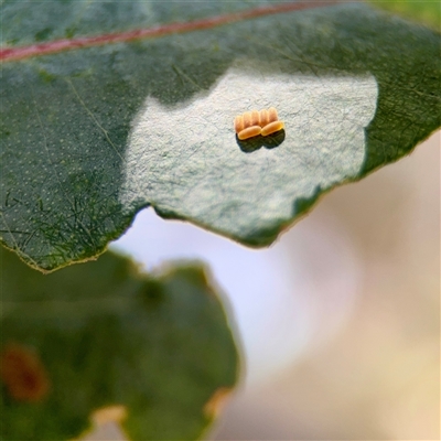 Paropsini sp. (tribe) (Unidentified paropsine leaf beetle) at Ainslie, ACT - 24 Jan 2025 by Hejor1