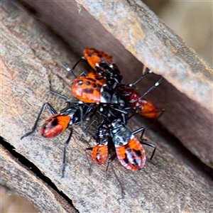 Dindymus versicolor at Braddon, ACT - Yesterday 01:16 PM