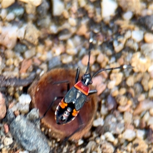 Dindymus versicolor at Braddon, ACT - Yesterday 01:16 PM