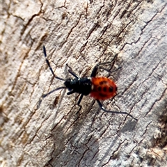 Dindymus versicolor at Braddon, ACT - Yesterday 01:16 PM